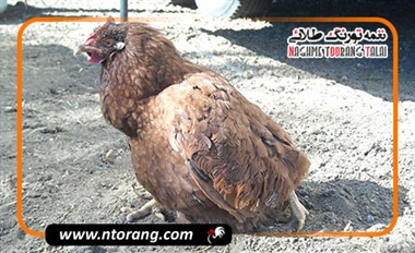 پیشگیری و درمان بیماری نفخ و تورم شکمی در مرغ گوشتی